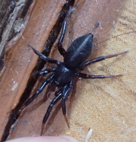 Zelotinae